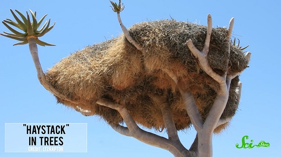 断熱性抜群、耐用年数100年 鳥たちが作る家は人間の家よりもすごい