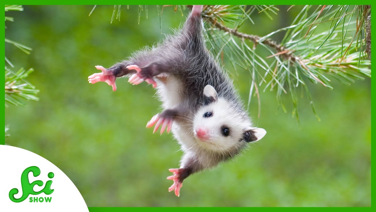 北アメリカ大陸に“ひとりぼっち”で生きる、ある有袋類の歴史